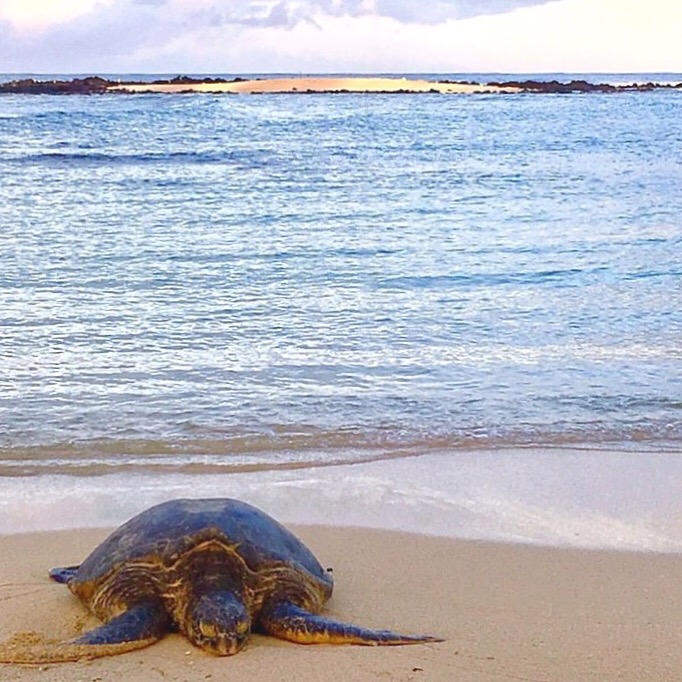 Turtle at Sunrise at Poipu Beach Kauai