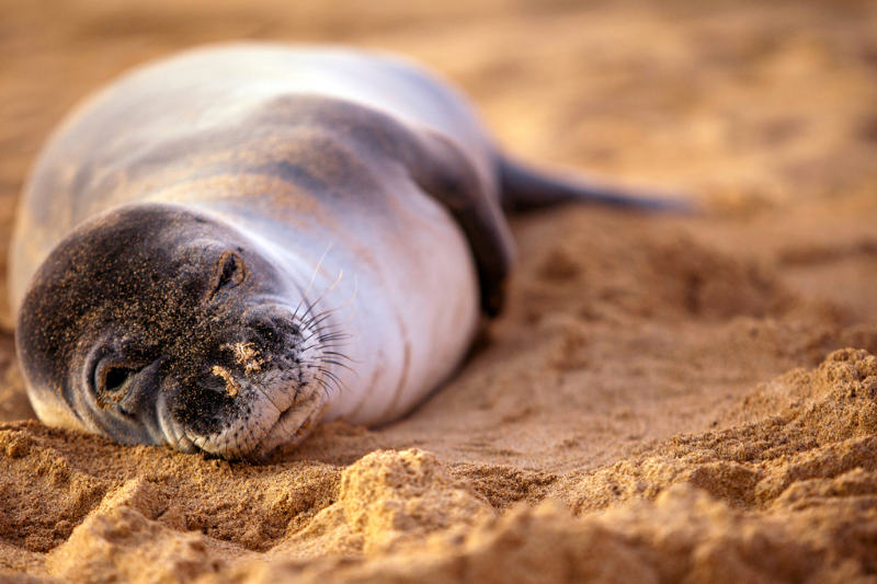 Hawaiian Monk Seal