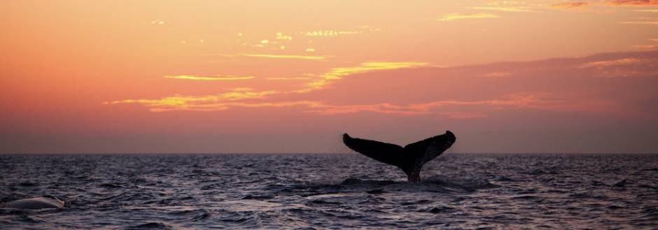 A whale's tail flapping near Kauai