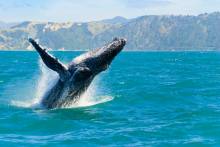 humpback whale breaching in Kauai