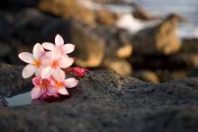 plumeria flowers on lava rocks