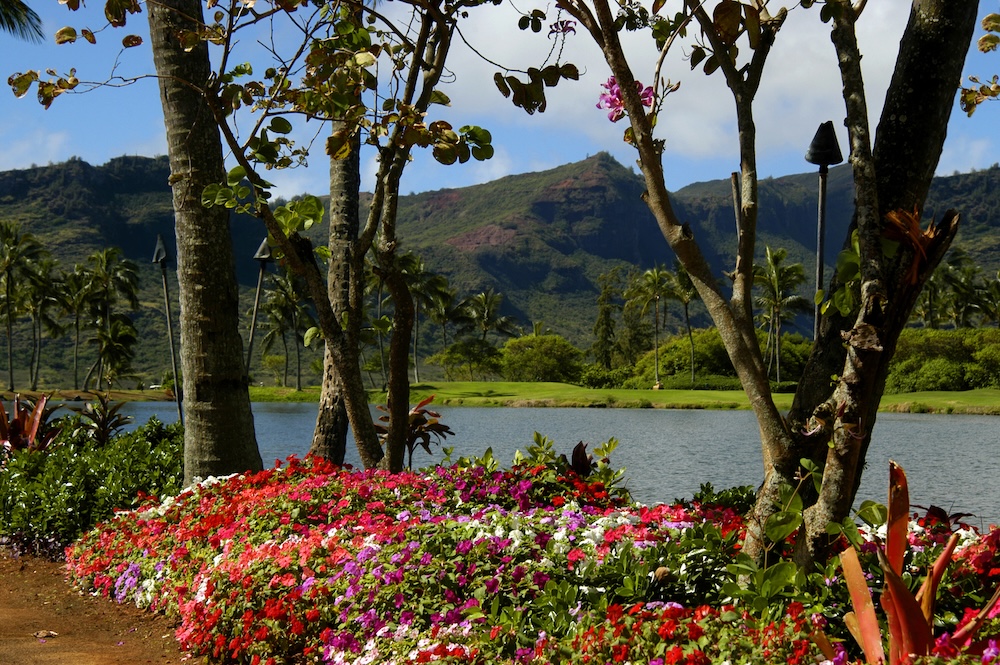 Flowers by the water in Kauai.