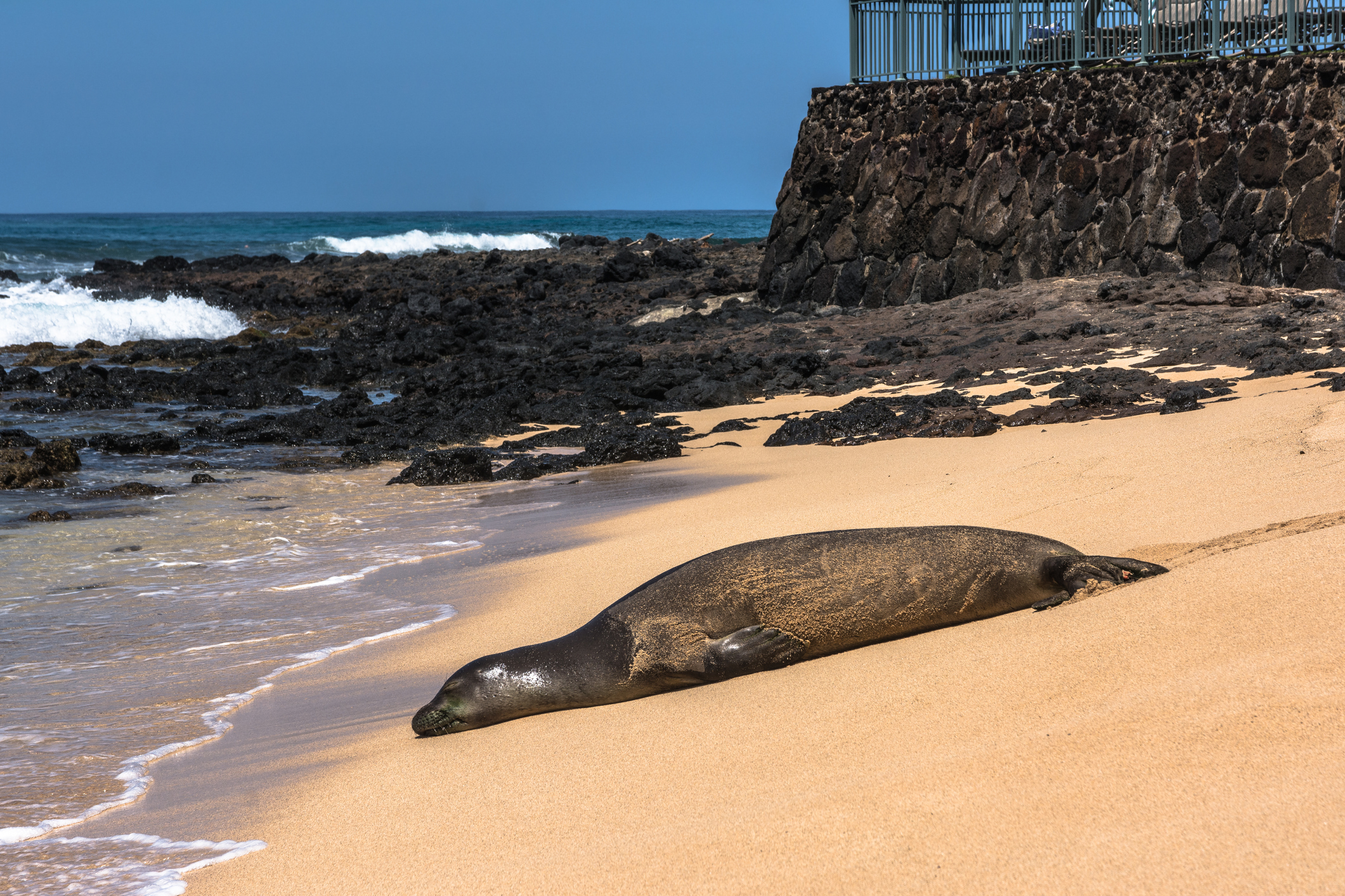 Poipu Beach Park Seal