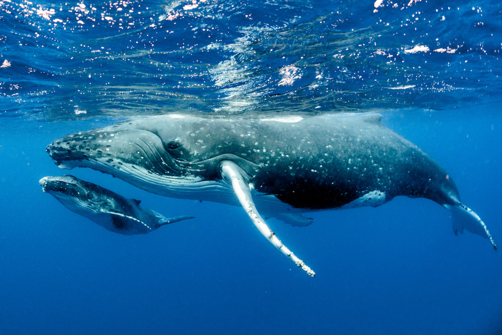 humpback whale mother with calf
