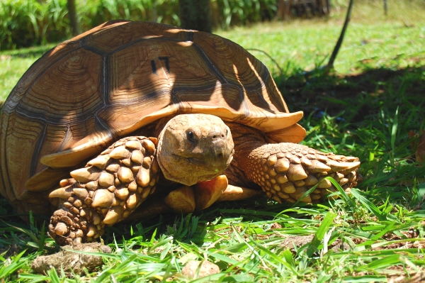 Tortoise Sanctuary Mahaulepu Makauwahi Cave Reserve Kauai