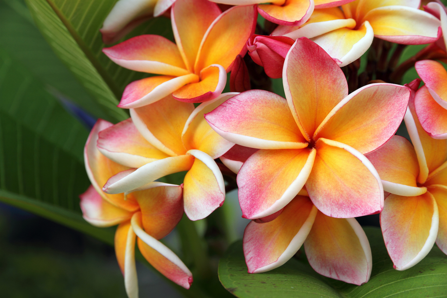 On May Day, Give a Lei with Meaning