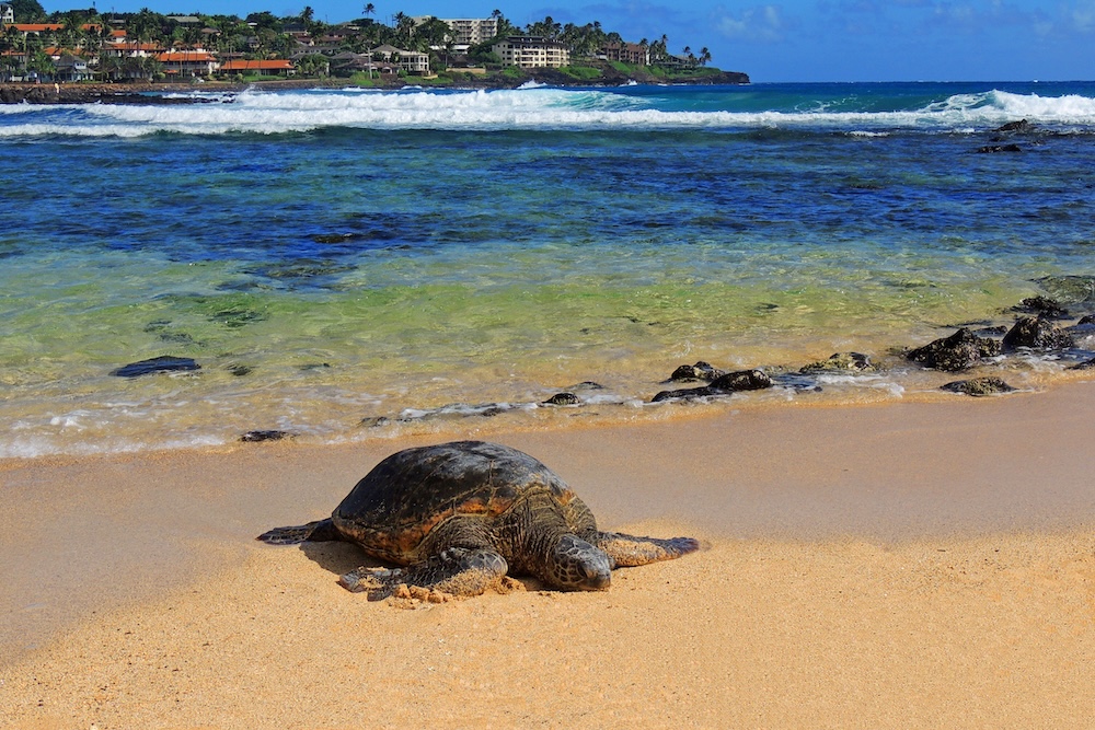 A turtle coming out of the ocean on Poipu Beach.